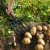 imageVEVOR Broad Fork 5Tine Pitchfork with Dual Fiberglass Handles Heavy Duty Garden Fork Ergonomic UShaped Design Broadfork Hand Tiller Gardening Tool for Composting Transplanting Aeration5Tine