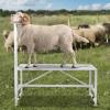imageVEVOR Sturdy Sheep Stand  51x23 inch Metal Livestock Trimming Stand Adjustable Height 21quot to 33quot with Headpiece and Nose Loop 500lbs Capacity Ideal for Goats and Lambs BlackWhite 47x23 Adjustable