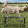 imageVEVOR Sturdy Sheep Stand  51x23 inch Metal Livestock Trimming Stand Adjustable Height 21quot to 33quot with Headpiece and Nose Loop 500lbs Capacity Ideal for Goats and Lambs BlackBlack 51x23 Adjustable