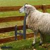 imageVEVOR Sturdy Sheep Stand  51x23 inch Metal Livestock Trimming Stand Adjustable Height 21quot to 33quot with Headpiece and Nose Loop 500lbs Capacity Ideal for Goats and Lambs BlackBlack Goat Stand Head Piece