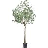 Eucalyptus Tree