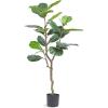 Fiddle Leaf Fig Tree