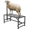 imageVEVOR Sturdy Sheep Stand  51x23 inch Metal Livestock Trimming Stand Adjustable Height 21quot to 33quot with Headpiece and Nose Loop 500lbs Capacity Ideal for Goats and Lambs BlackBlack 47x23inch Goat Stand