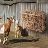 imageVEVOR Livestock Feeder 185 Gallons Large Capacity HeavyDuty Steel Goat Hay Rack 244quot Long Wall Mounted Horse Hay Holder Multiple Sided Feeding Rack for Sheep Farm Livestock Indoor Outdoor1 PCS