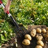 image:imageVEVOR Garden Fork 4Tine Gardening Pitchfork with Fiberglass Handle 45 in Heavy Duty Digging Fork with Y Grip Forged Steel Spading Fork for Hay Potato Composting Transplanting Aeration4Tine
