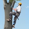 image:imageVEVOR Tree Climbing Spikes 1 Pair HeightAdjustable Climbing Spurs 350lbs Load Capacity Tree Climbing Gear with Straps Arborist Equipment for Climbers Hunting Fruit PickingSky Blue
