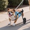 image:imageVEVOR Dog Wheelchair for Back Legs Lightweight 2 Wheels Pet Wheelchair Height Width amp Length Adjustable Dog Cart with ShockAbsorbing Wheels for Injured Disabled DogsMedium up to 22lbs