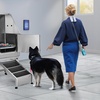 image:imageVEVOR Stainless Steel Dog Washing Station 62 inch Pet Grooming Tub wStairs PE Water Filter Board Faucet amp Showerhead amp Soap Holder Dog Bathtub for Large amp Medium amp Small Pets Right DoorRight Door