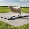 image:imageVEVOR 1100Lbs x 02Lbs Digital Livestock Scale Large Pet Vet Scale Stainless Steel Platform Electronic Postal Shipping Scale Heavy Duty Large Dog Hog Sheep Goat Pig Sheep Scal660Lbs