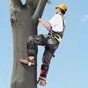 image:imageVEVOR Tree Climbing Spikes Set 1 Pair HeightAdjustable Climbing Spurs with Security Harness and Utility Rope 350lbs Load Capacity Tree Climbing Gear Arborist Equipment for Climbers Fruit PickingRed